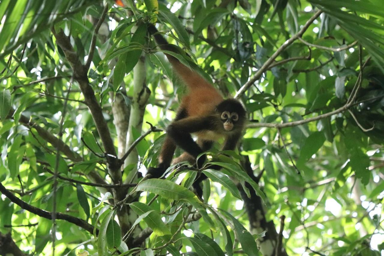 Cabo Matapalo Four Monkeys Eco Lodge Jungle & Beach - The House מראה חיצוני תמונה