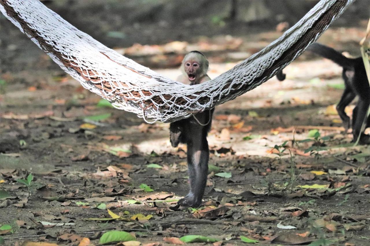 Cabo Matapalo Four Monkeys Eco Lodge Jungle & Beach - The House מראה חיצוני תמונה