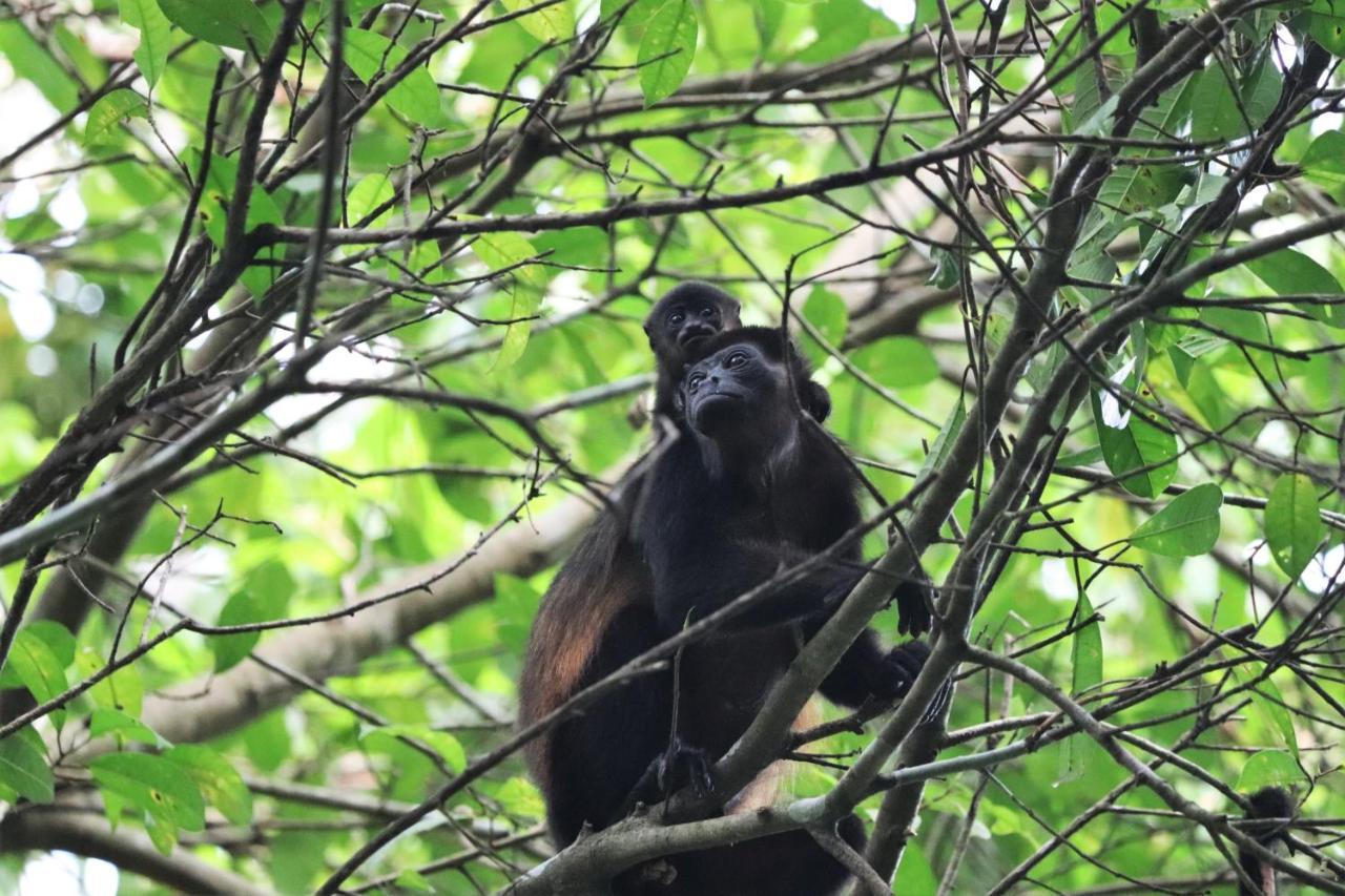 Cabo Matapalo Four Monkeys Eco Lodge Jungle & Beach - The House מראה חיצוני תמונה