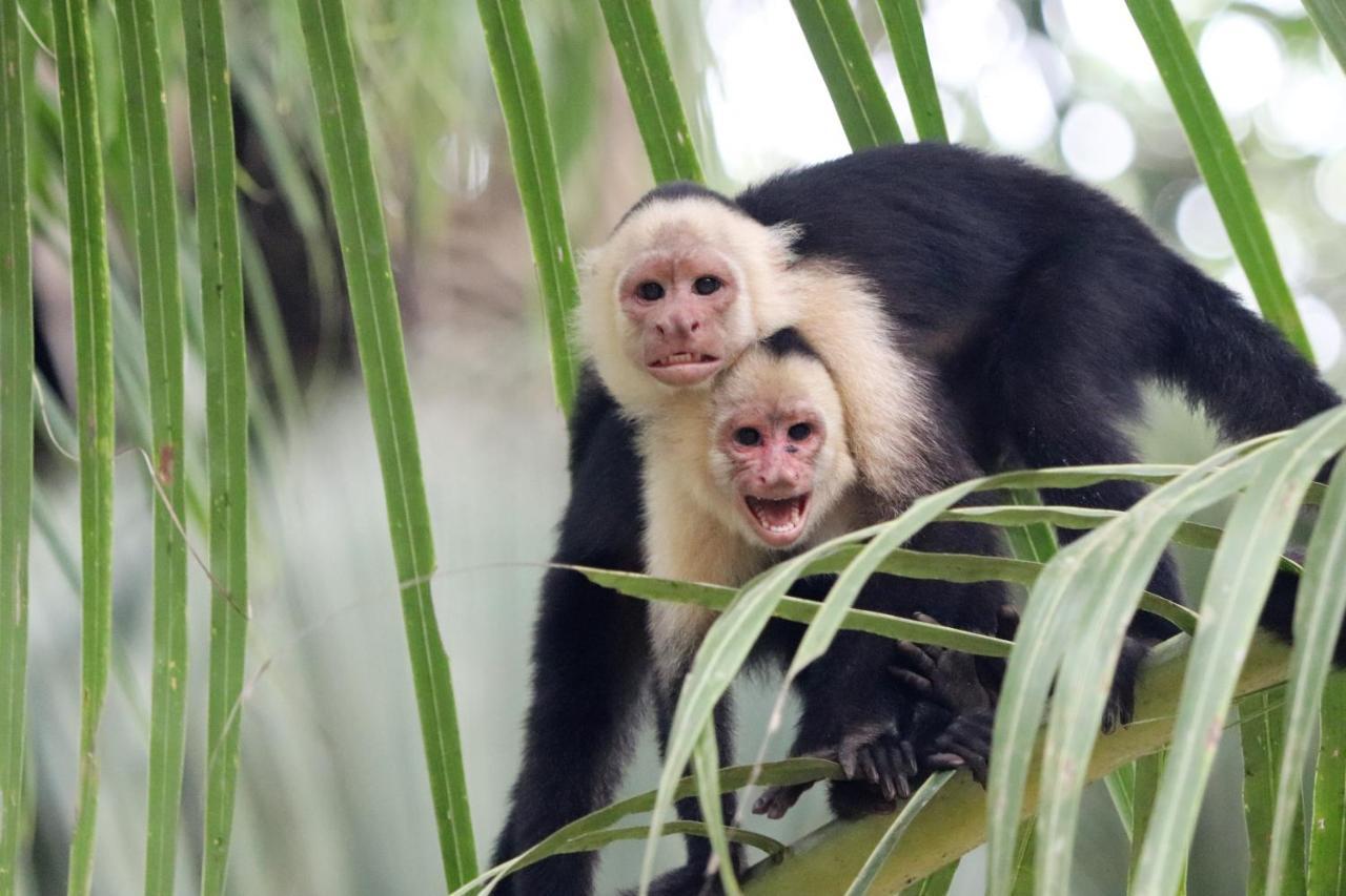 Cabo Matapalo Four Monkeys Eco Lodge Jungle & Beach - The House מראה חיצוני תמונה