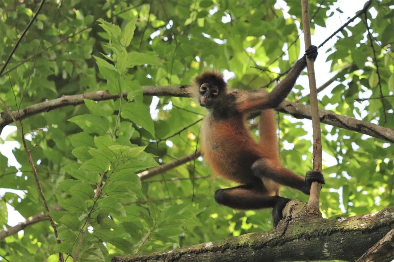 Cabo Matapalo Four Monkeys Eco Lodge Jungle & Beach - The House מראה חיצוני תמונה