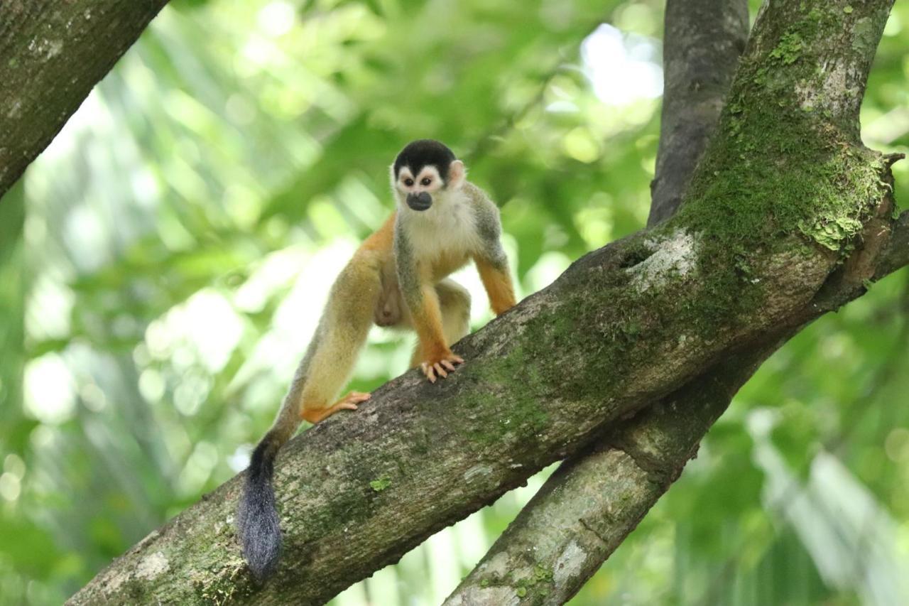 Cabo Matapalo Four Monkeys Eco Lodge Jungle & Beach - The House מראה חיצוני תמונה