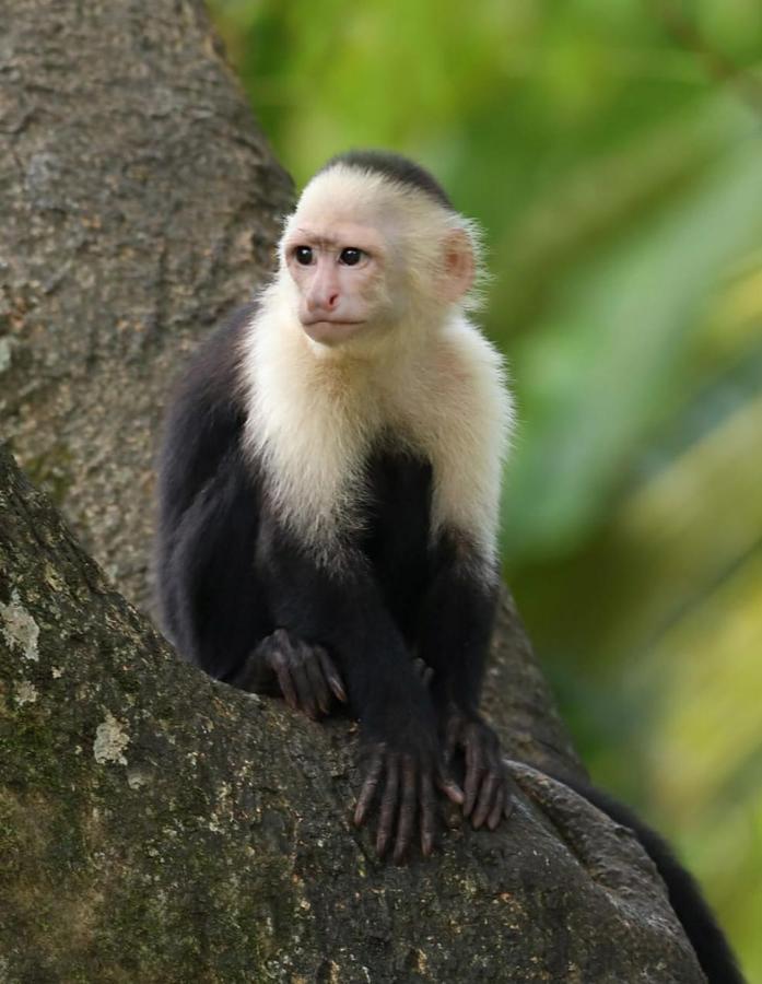 Cabo Matapalo Four Monkeys Eco Lodge Jungle & Beach - The House מראה חיצוני תמונה
